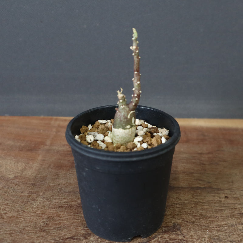 A.ペチュエリー(実生) 34