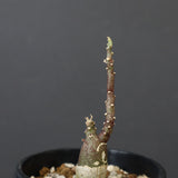 A.ペチュエリー(実生) 34