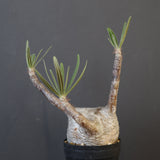 P.グラキリス 1927