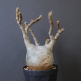 P.グラキリス 770