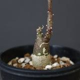 A.ペチュエリー(実生) 34