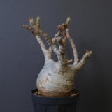 P.グラキリス 770