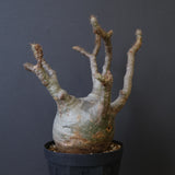 P.グラキリス 770