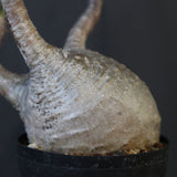 P.グラキリス 1927