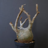 P.グラキリス 770