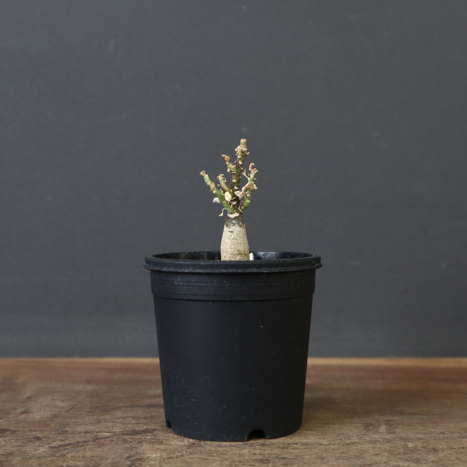 A.ペチュエリー(実生) 44 – TaiShoDo ONLINE SHOP