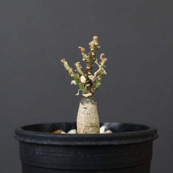 A.ペチュエリー(実生) 44