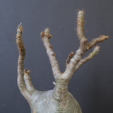 P.グラキリス 770