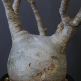 P.グラキリス 770