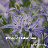 イキシオリリオン　タタリカム　