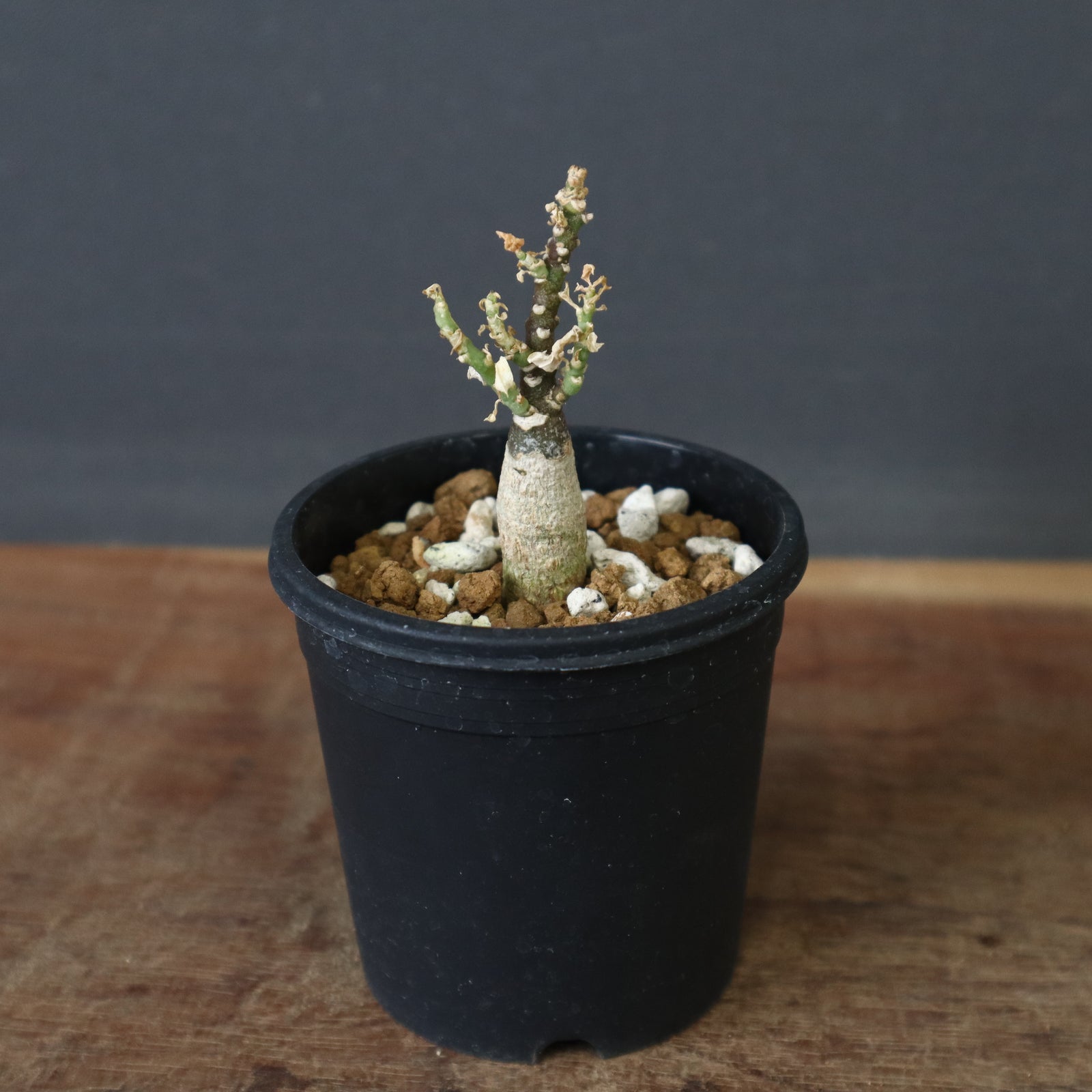 A.ペチュエリー(実生) 44 – TaiShoDo ONLINE SHOP