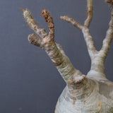 P.グラキリス 770