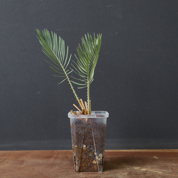 ベストセレクション 1サイカス カイルンシアナ ブルー葉 ベストセレクション 1サイカス カイルンシアナ ブルー葉