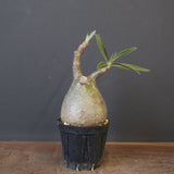 P.グラキリス 1958