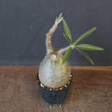 P.グラキリス 1958