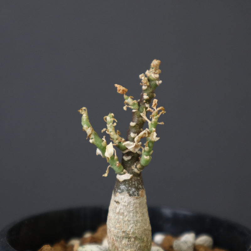 A.ペチュエリー(実生) 44