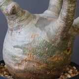 P.グラキリス 770