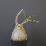 P.グラキリス 1958