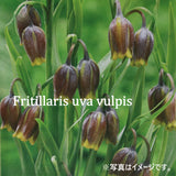 フリチラリア ウババルピス