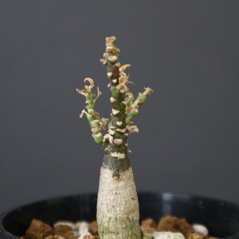 A.ペチュエリー(実生) 44