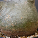 P.グラキリス 770