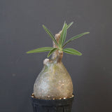 P.グラキリス 1958