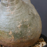 P.グラキリス 770