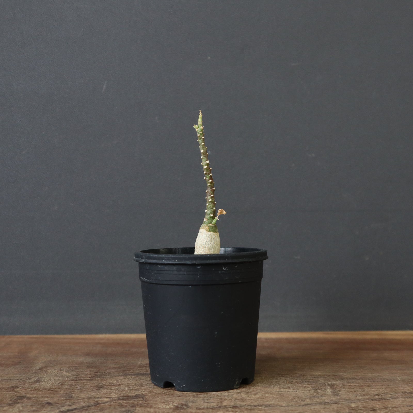 A.ペチュエリー(実生) 42 – TaiShoDo ONLINE SHOP