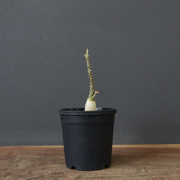 A.ペチュエリー(実生) 42