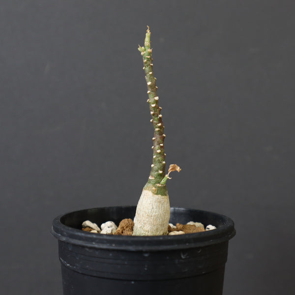 A.ペチュエリー(実生) 42