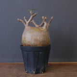 P.グラキリス 1562