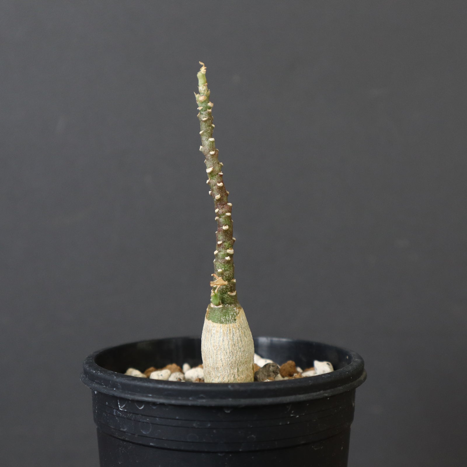 A.ペチュエリー(実生) 42 – TaiShoDo ONLINE SHOP