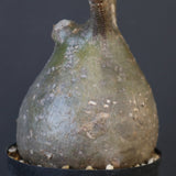 P.グラキリス 1958