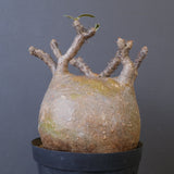 P.グラキリス 1562