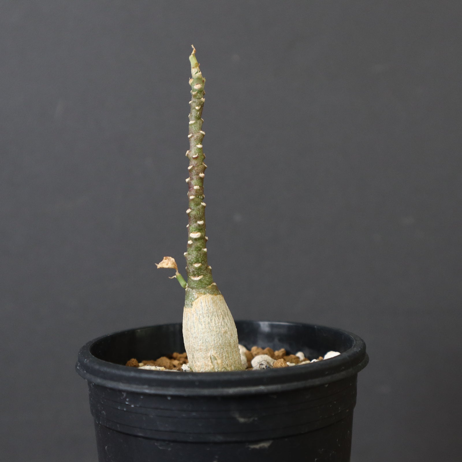 A.ペチュエリー(実生) 42 – TaiShoDo ONLINE SHOP