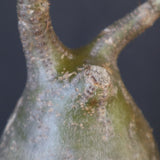 P.グラキリス 1958