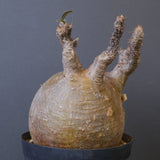 P.グラキリス 1562