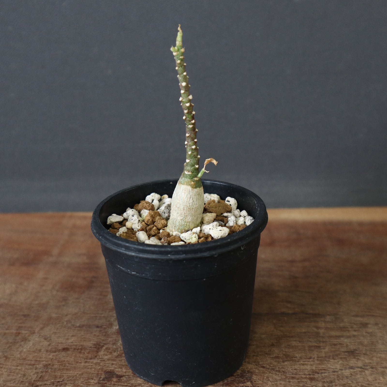 アデニア　ペチュエリー　実生 A.ペチュエリー(実生) 42 – TaiShoDo ONLINE SHOP