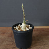 A.ペチュエリー(実生) 42