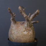 P.グラキリス 1562