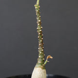 A.ペチュエリー(実生) 42