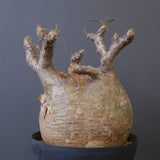 P.グラキリス 1562