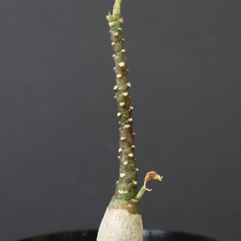 A.ペチュエリー(実生) 42