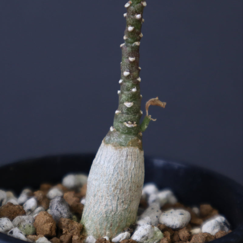 A.ペチュエリー(実生) 42