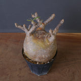 P.グラキリス 1562