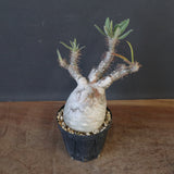 P.グラキリス 1911