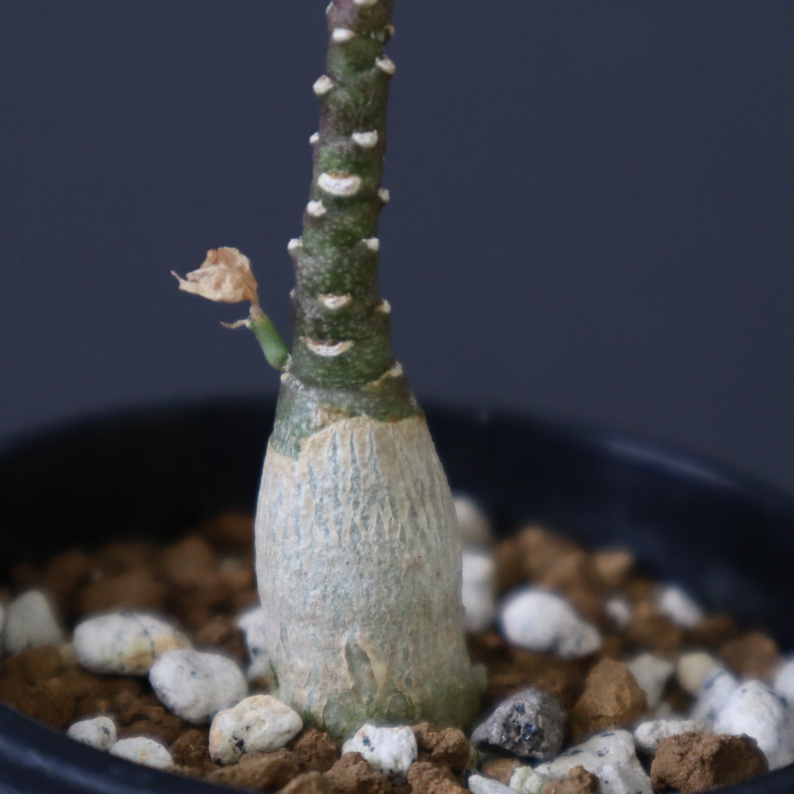 A.ペチュエリー(実生) 42 – TaiShoDo ONLINE SHOP