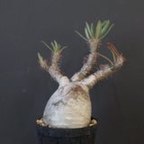 P.グラキリス 1911