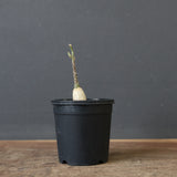 A.ペチュエリー(実生) 35