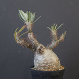 P.グラキリス 1911